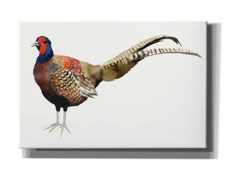 Watercolor Pheasant II  by Grace Popp, Canvas Wall Art Fashion