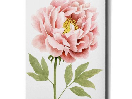 Watercolor Peony I  by Grace Popp, Canvas Wall Art For Cheap