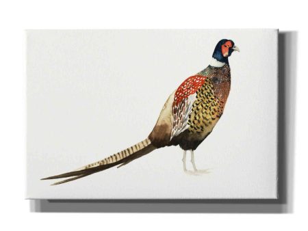 Watercolor Pheasant I  by Grace Popp, Canvas Wall Art Discount