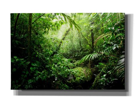 Warm Glow Rainforest Creek  by Nicklas Gustafsson Canvas Wall Art For Sale