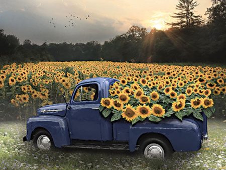 LD3233 - Sunflower Field at Dusk - 16x12 Hot on Sale