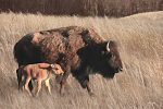 LD3323 - Bison Mom and Baby - 18x12 on Sale