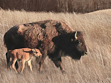 LD3323 - Bison Mom and Baby - 18x12 on Sale