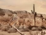 LD3336 - Desert Owl   - 16x12 on Sale