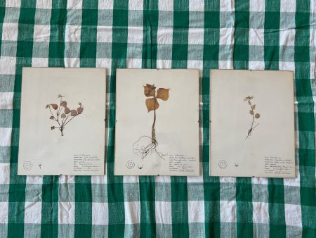 1920s Pressed Botanicals Hot on Sale