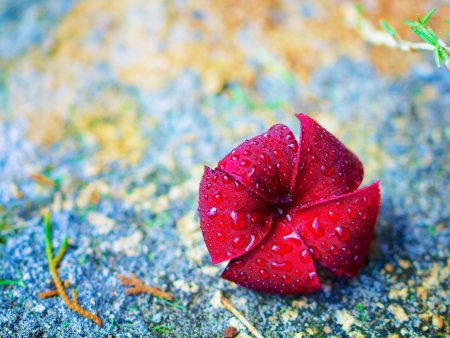 Plumeria after the Rain$20 Hot on Sale