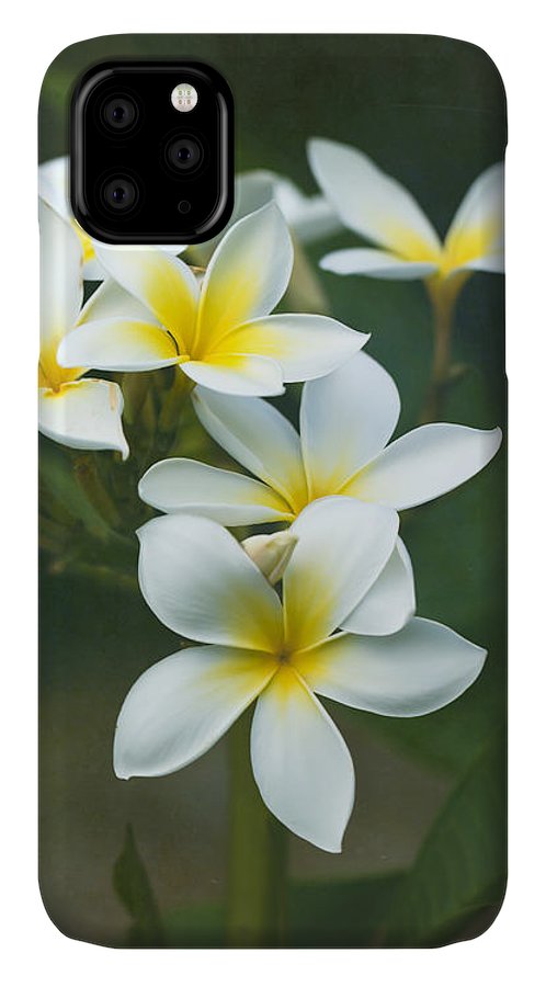 Plumerias on a Cloudy Day - Phone Case Hot on Sale