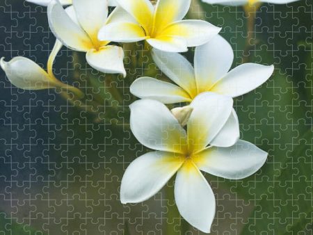 Plumerias on a Cloudy Day - Puzzle Discount