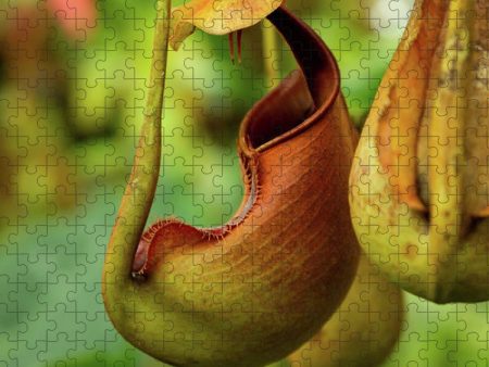 Pitcher Plant - Puzzle Supply