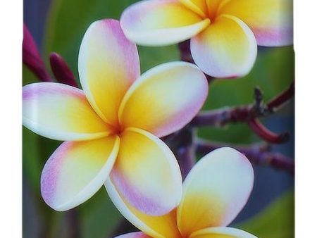 Backyard Plumeria - Phone Case Sale