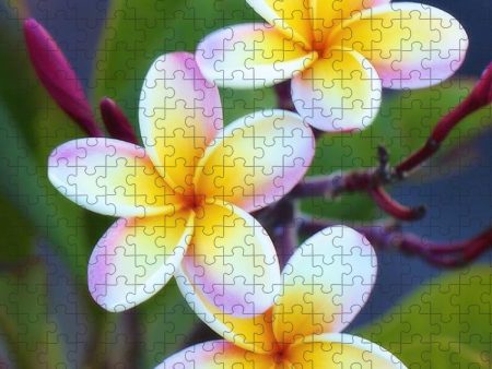 Backyard Plumeria - Puzzle For Cheap