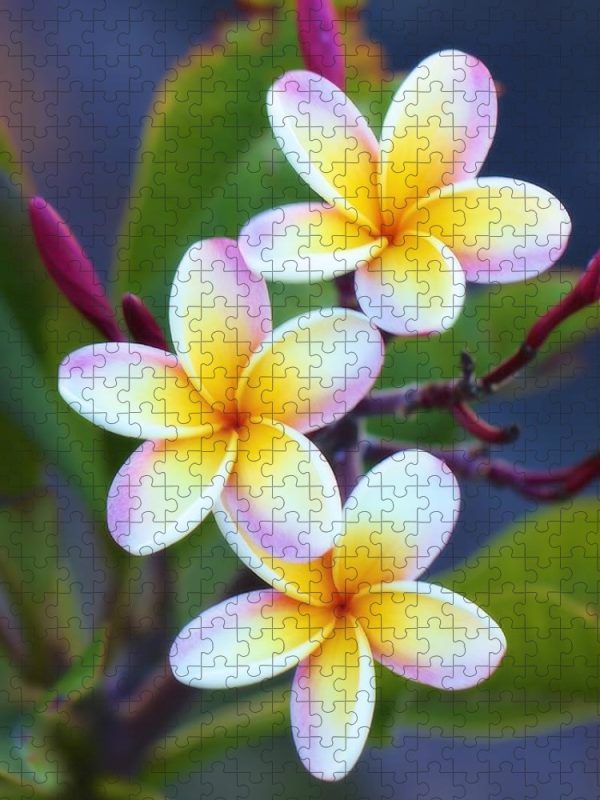 Backyard Plumeria - Puzzle For Cheap