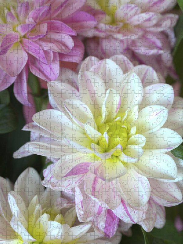 Dahlias in Full Bloom - Puzzle Online Sale