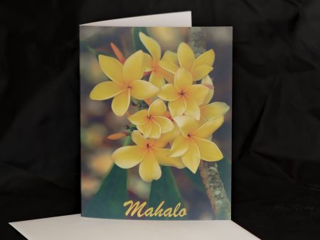 Yellow Plumerias Mahalo  10-pack $16 Hot on Sale