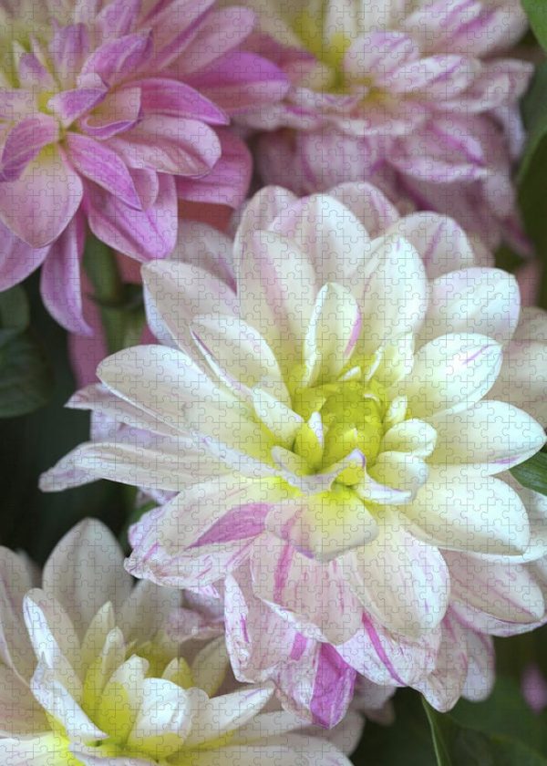 Dahlias in Full Bloom - Puzzle Online Sale