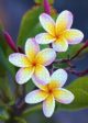 Backyard Plumeria - Puzzle For Cheap