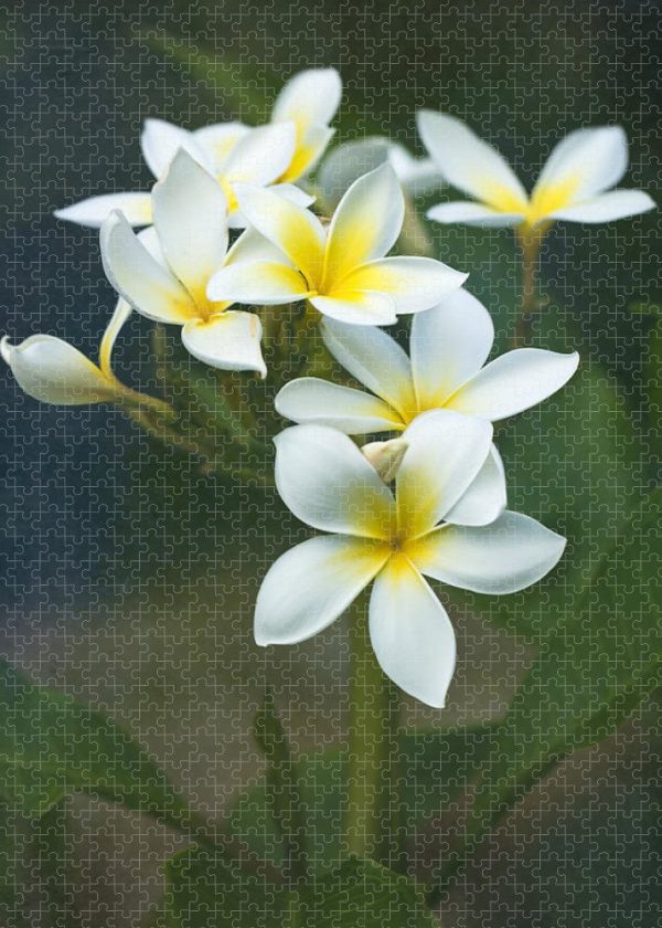 Plumerias on a Cloudy Day - Puzzle Discount