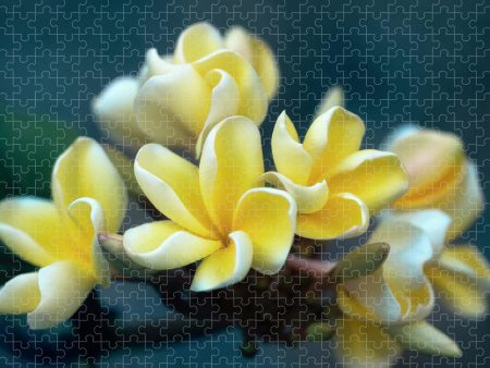 Plumerias Out of the Blue - Puzzle Hot on Sale