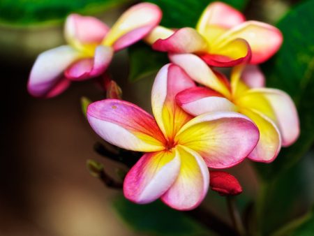 Rainbow Plumerias$20 For Cheap