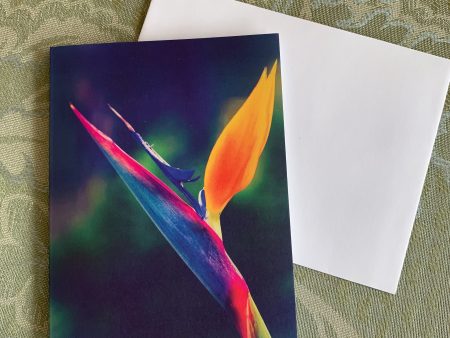 Taking Flight Notecards set of 10 $14 For Discount